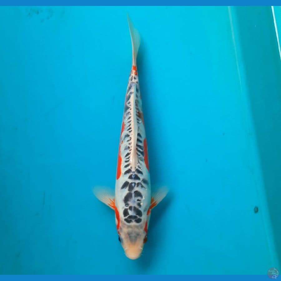 Shusui 27cm male