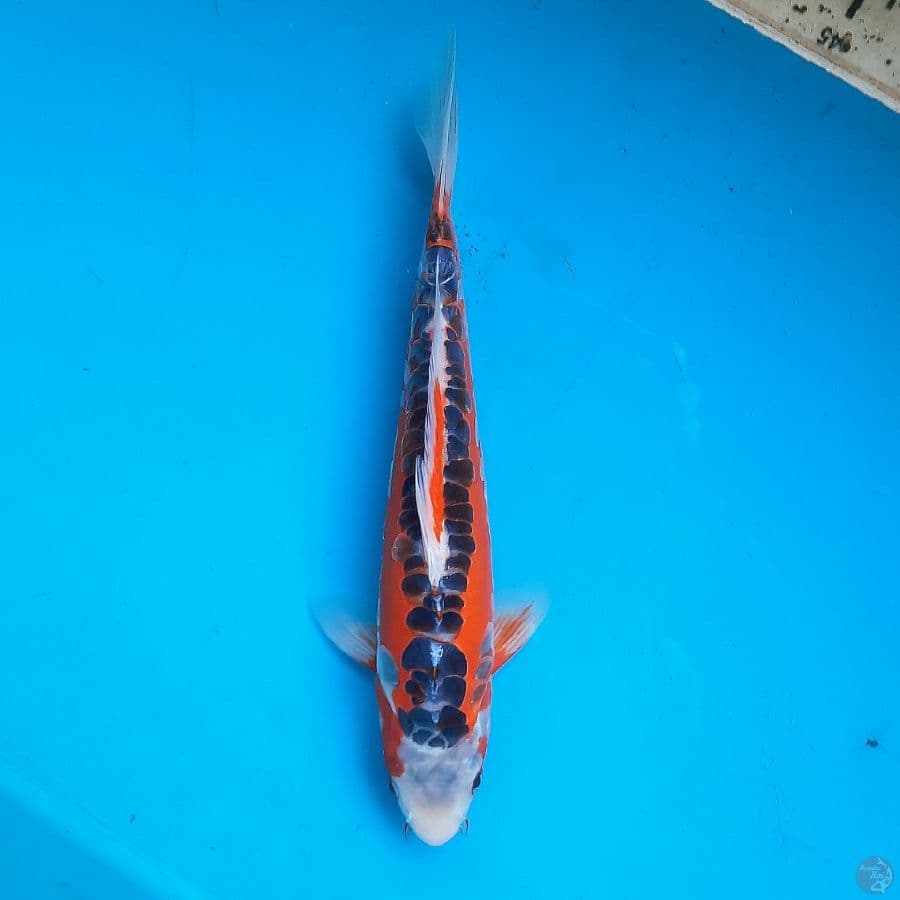 Hana shusui 27cm male