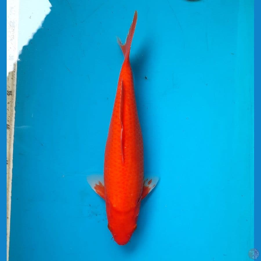 Benigoi tembus total 32cm female
