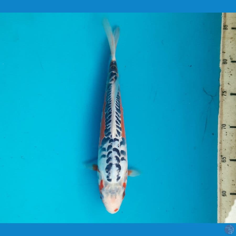 Shusui 27cm