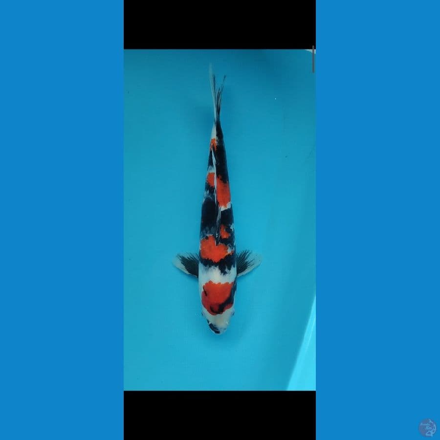 showa male