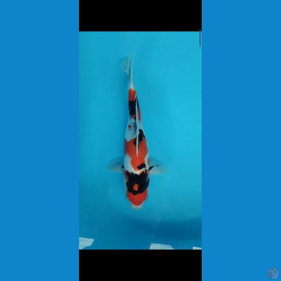 showa 32 cm