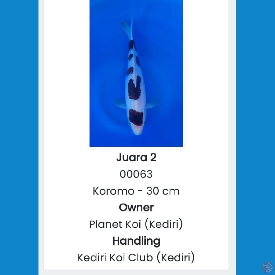 KOROMO HQ ????