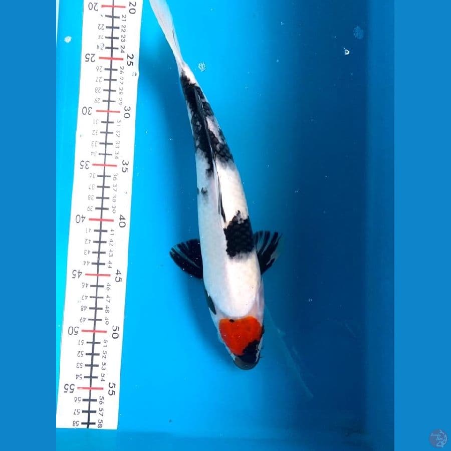 TANCHO SHOWA ORI 33cm