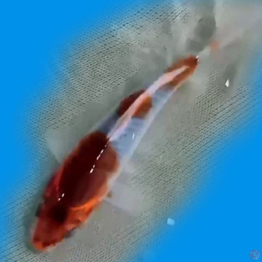 15CM