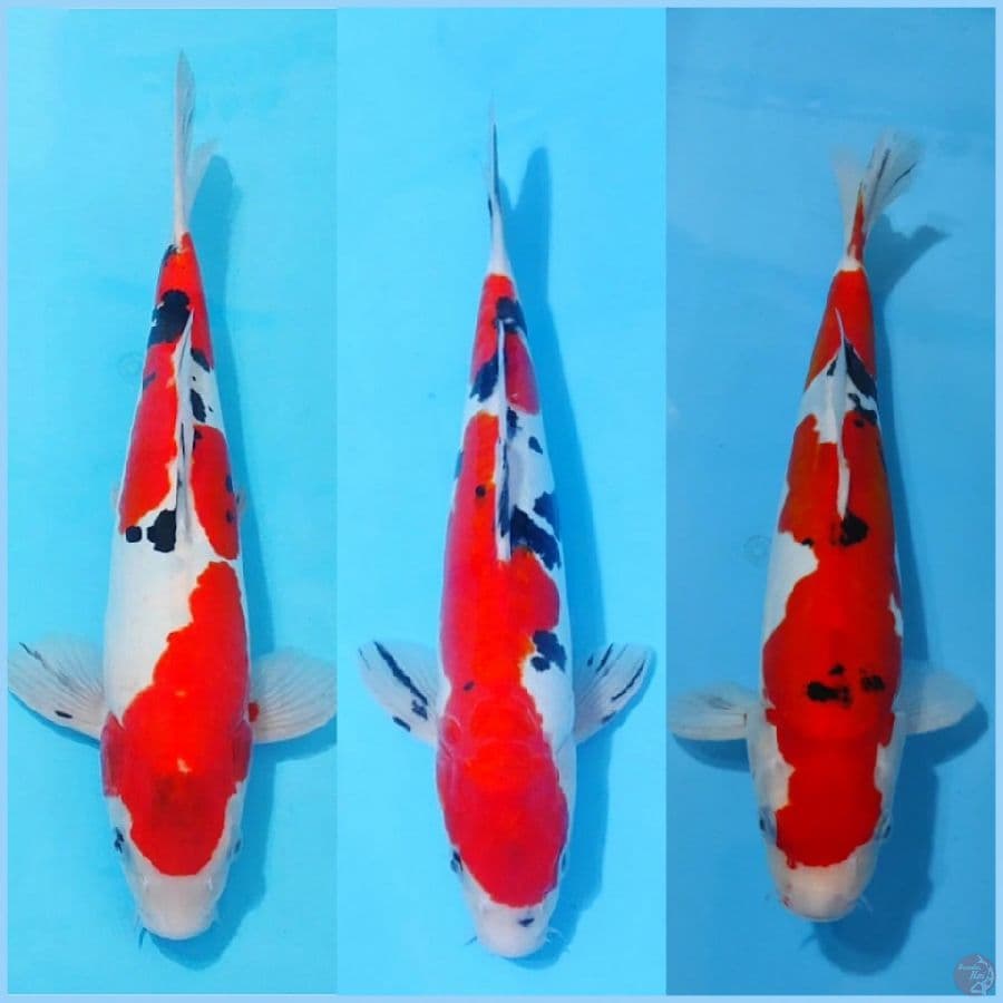 paket doitsu murni size 35cm