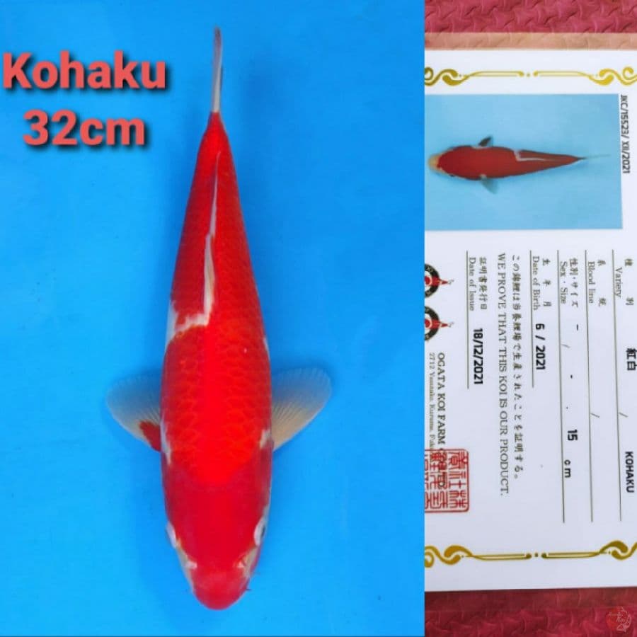 OGATA KOHAKU 32CM SERTI