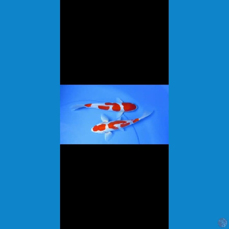 MKC KOI GRUB