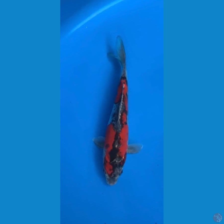 KURO GOSHIKI DOIT 17 cm SHOW QUALITY