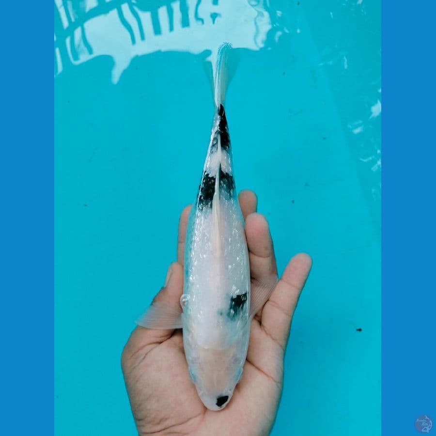 Shiro Ginrin Super Putih
