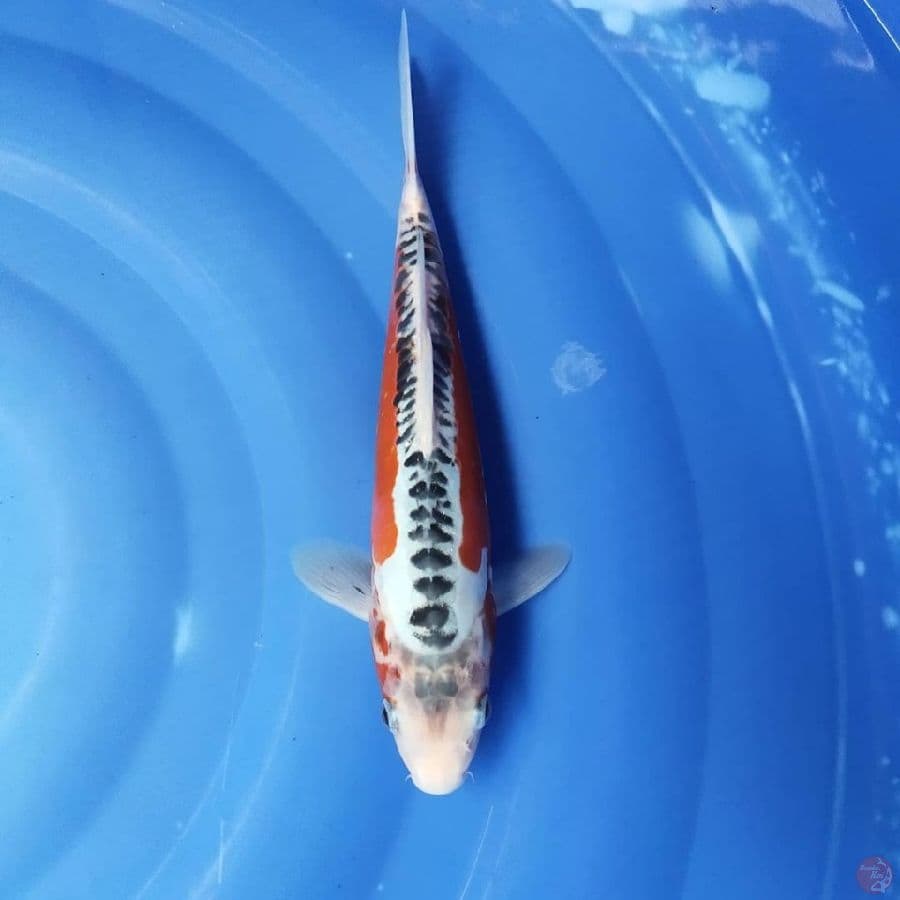 Shusui 30 M