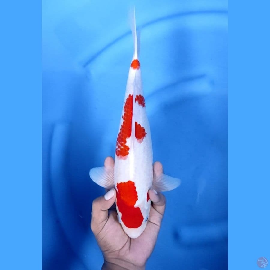 34CM # KOHAKU SUPER - M