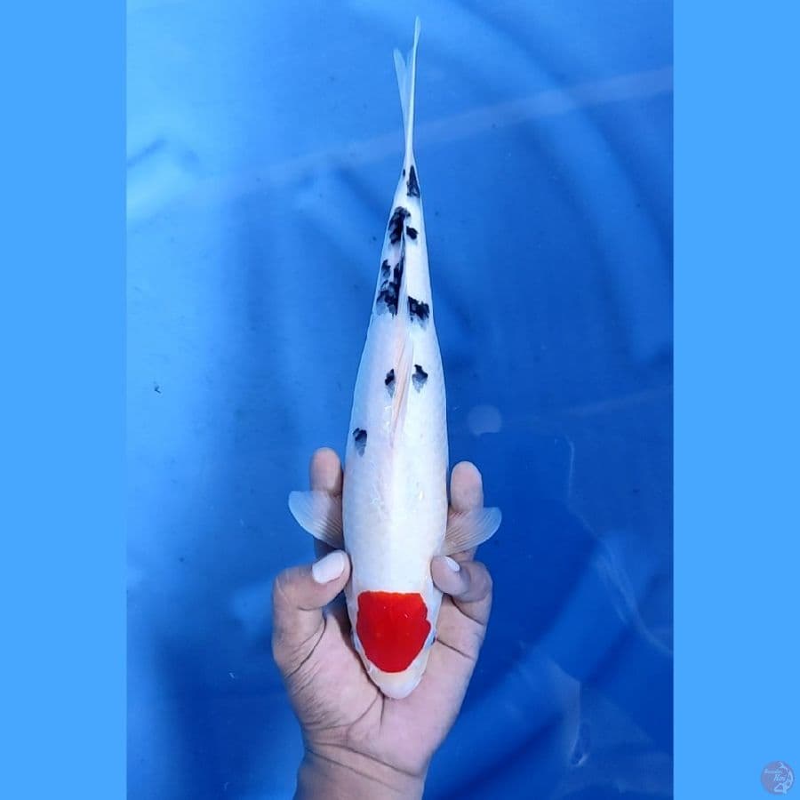 32CM # TANCHO SANKE ORIGINAL - M