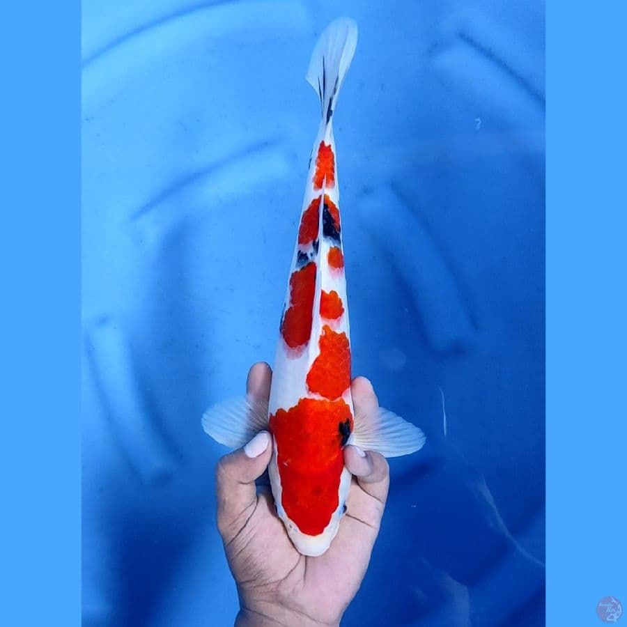 32CM # TAISHO SHANSOKU - M