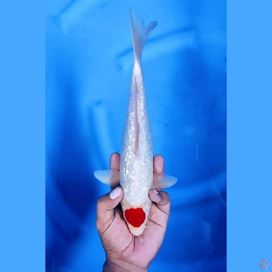30CM # KINGINRIN TANCHO KOHAKU - M