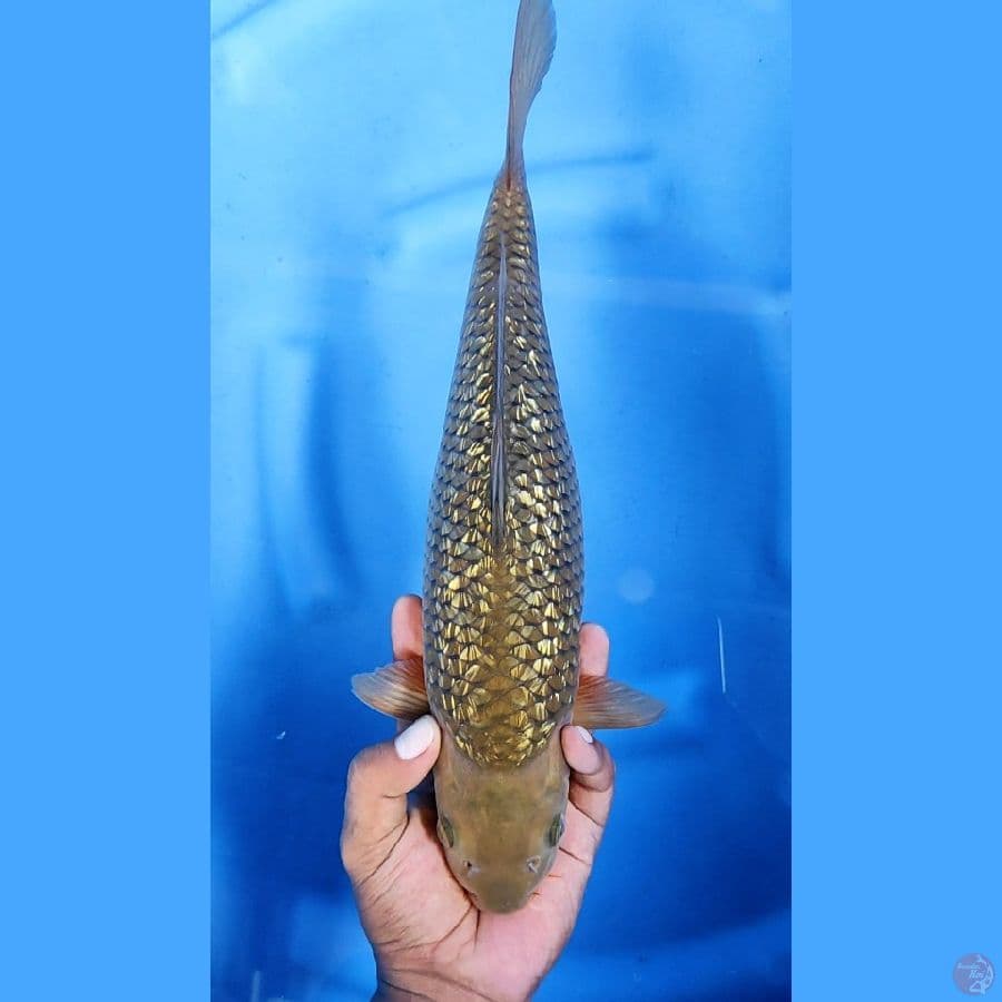 36CM # JARING ISTIMEWA PUNUK - F