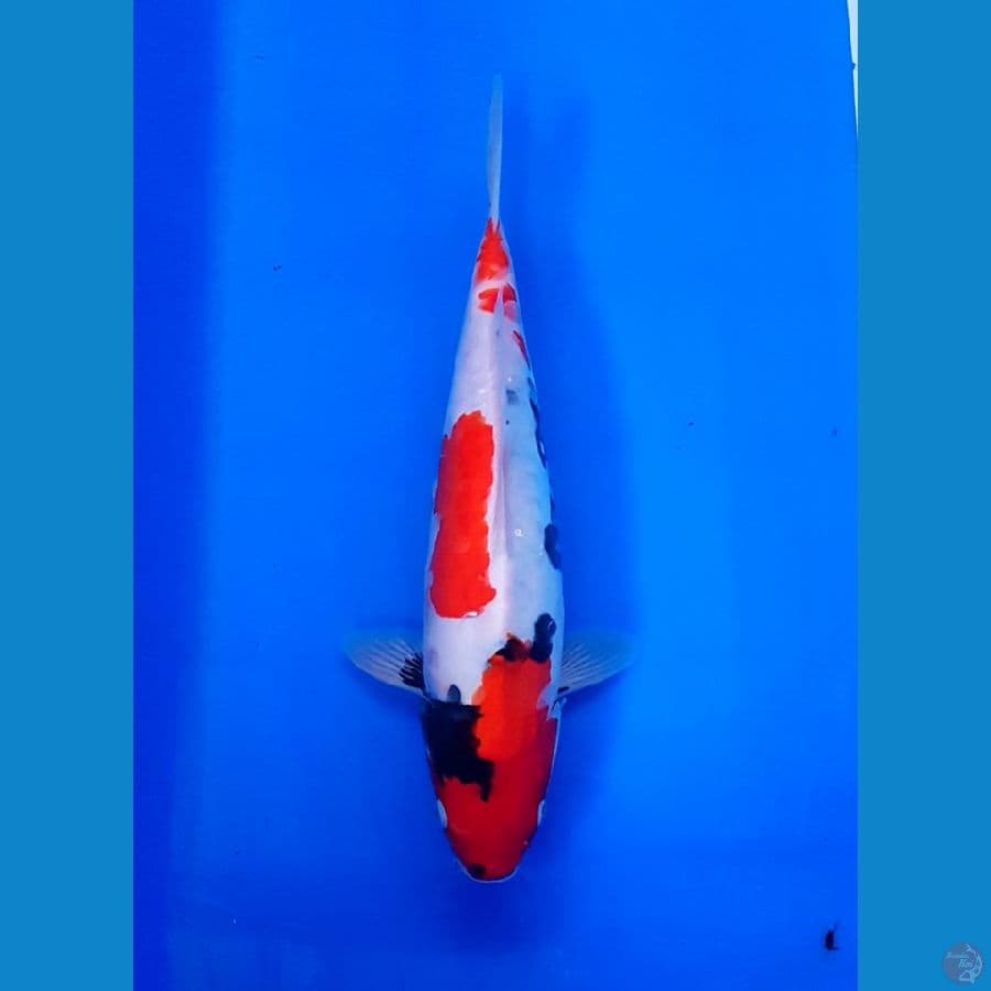 SHOWA DOITSU TATEGOI JANTAN 40 CM