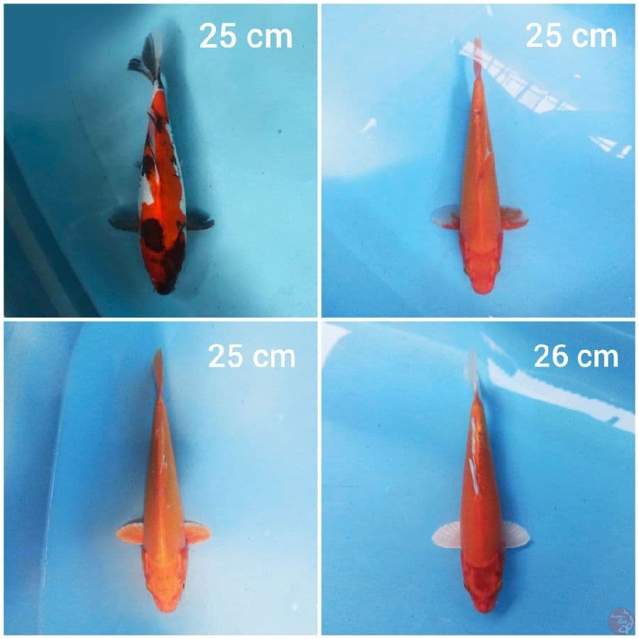 Paket Mix 25-26 cm