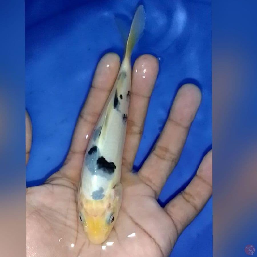 BEKO BAHAN KEP 16CM