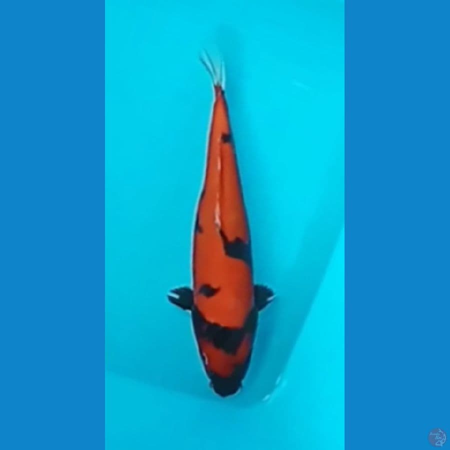 Doitsu Hi Showa 34cm (F)