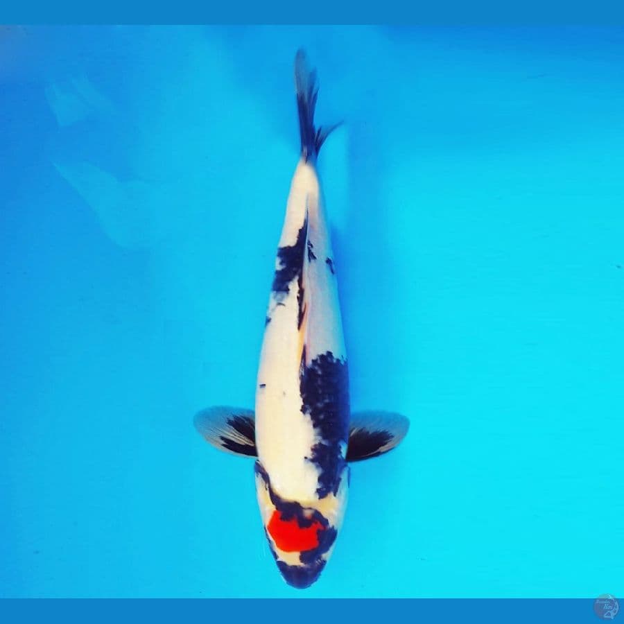 ZATOICHI 4 ~ Tancho Showa 31 cm/male ™