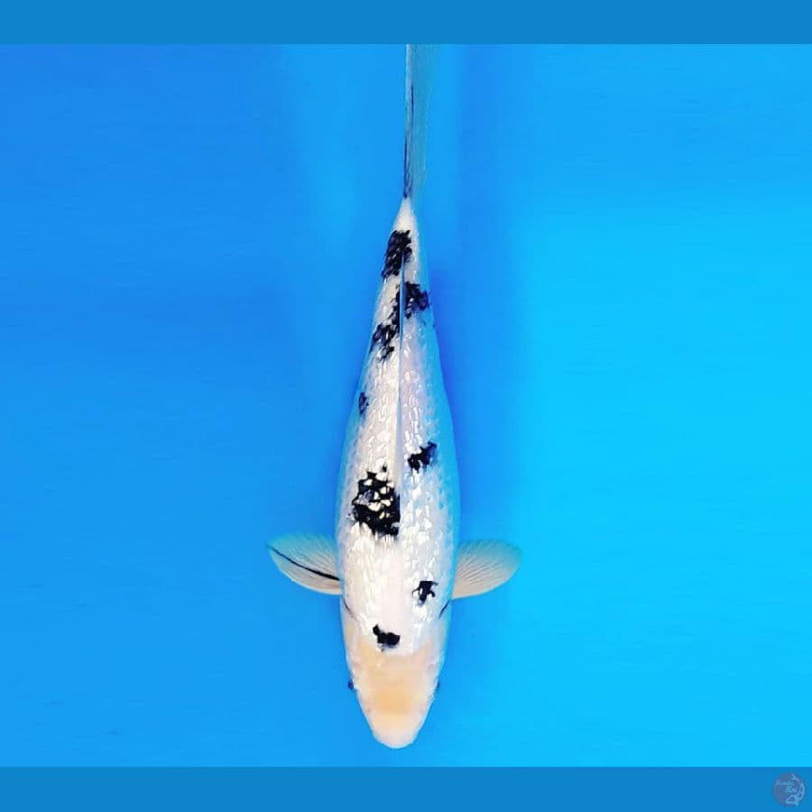 ZATOICHI 6 ~ Bekko Gin Rin 28 cm/fm ™