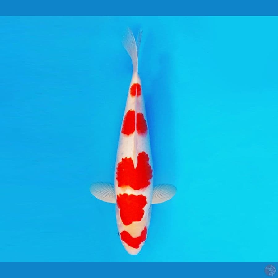 ZATOICHI 7 ~ Kohaku 29 cm/male ™