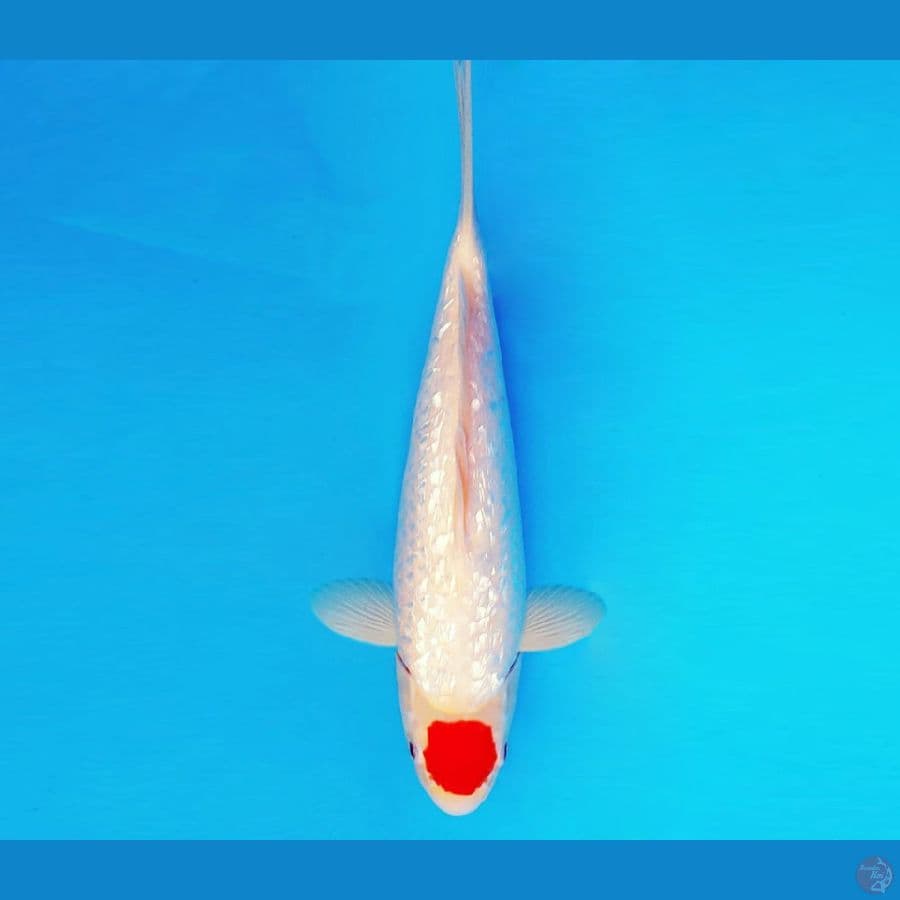 ZATOICHI 11 ~ Tancho Gin Rin 30 cm/fm ™
