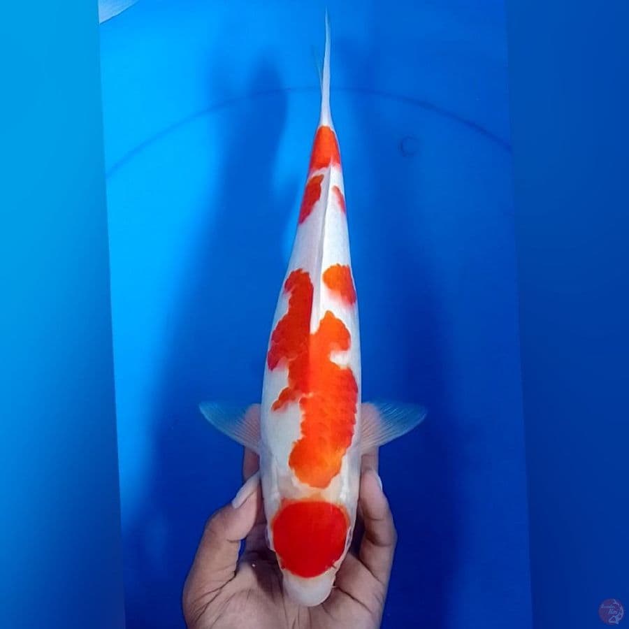 MARUTEN KOHAKU 34CM