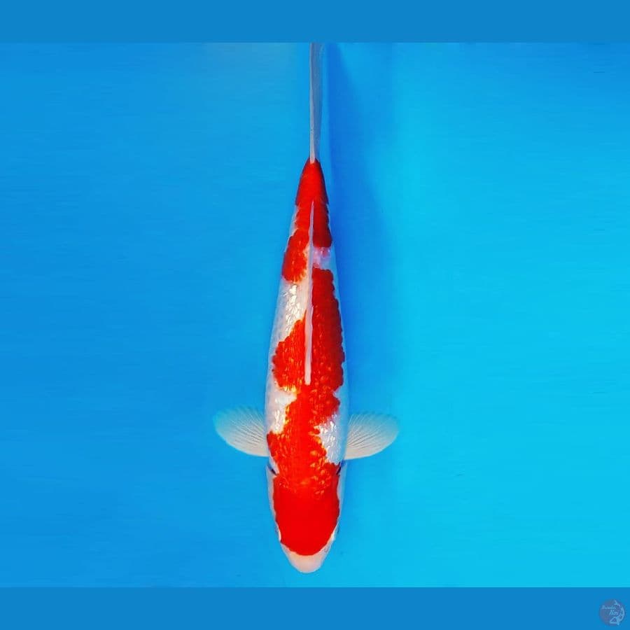 ZATOICHI 13 ~ Inazuma Kohaku Gin Rin 30 cm/male ™