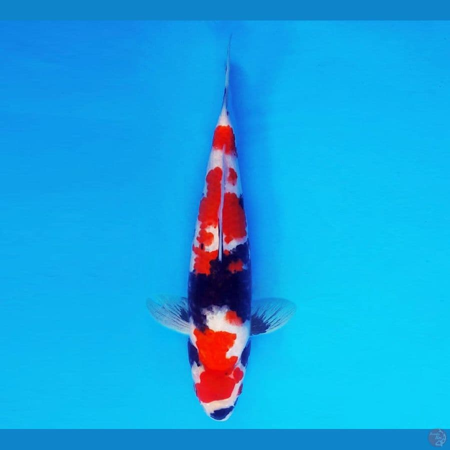 ZATOICHI 14 ~ Showa Evolution 33 cm/male ™
