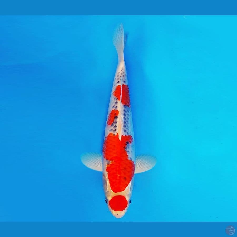 ZATOICHI 15 ~ Maruten Goshiki 33 cm/fm ™