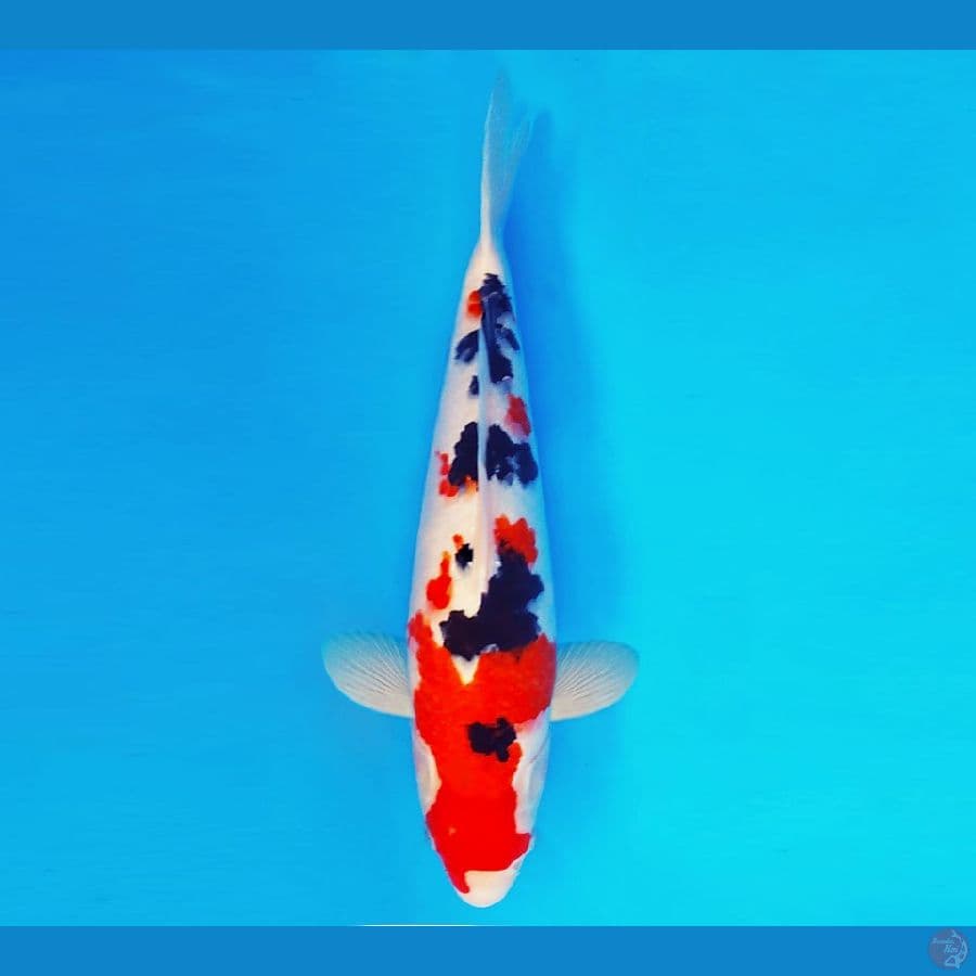 ZATOICHI 16 ~ Taisho Sanke 37 cm/male ™