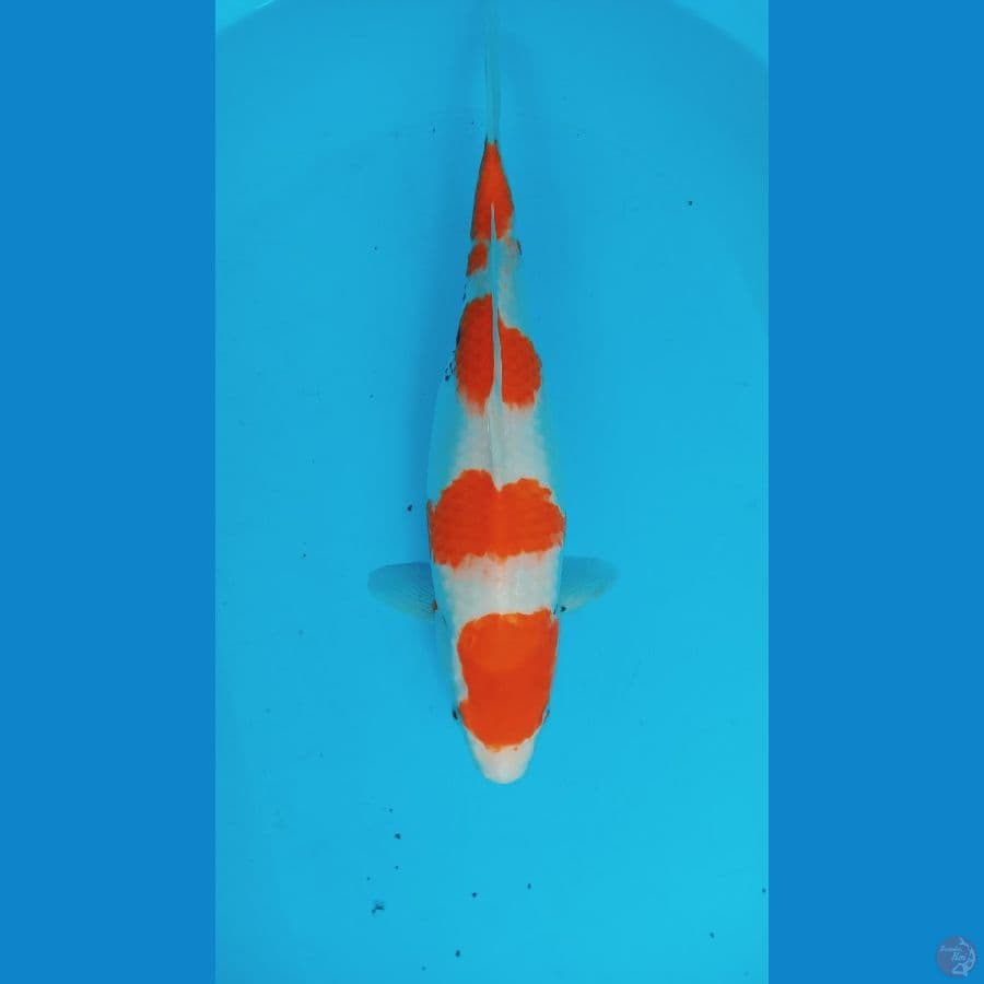 showa 40 cm