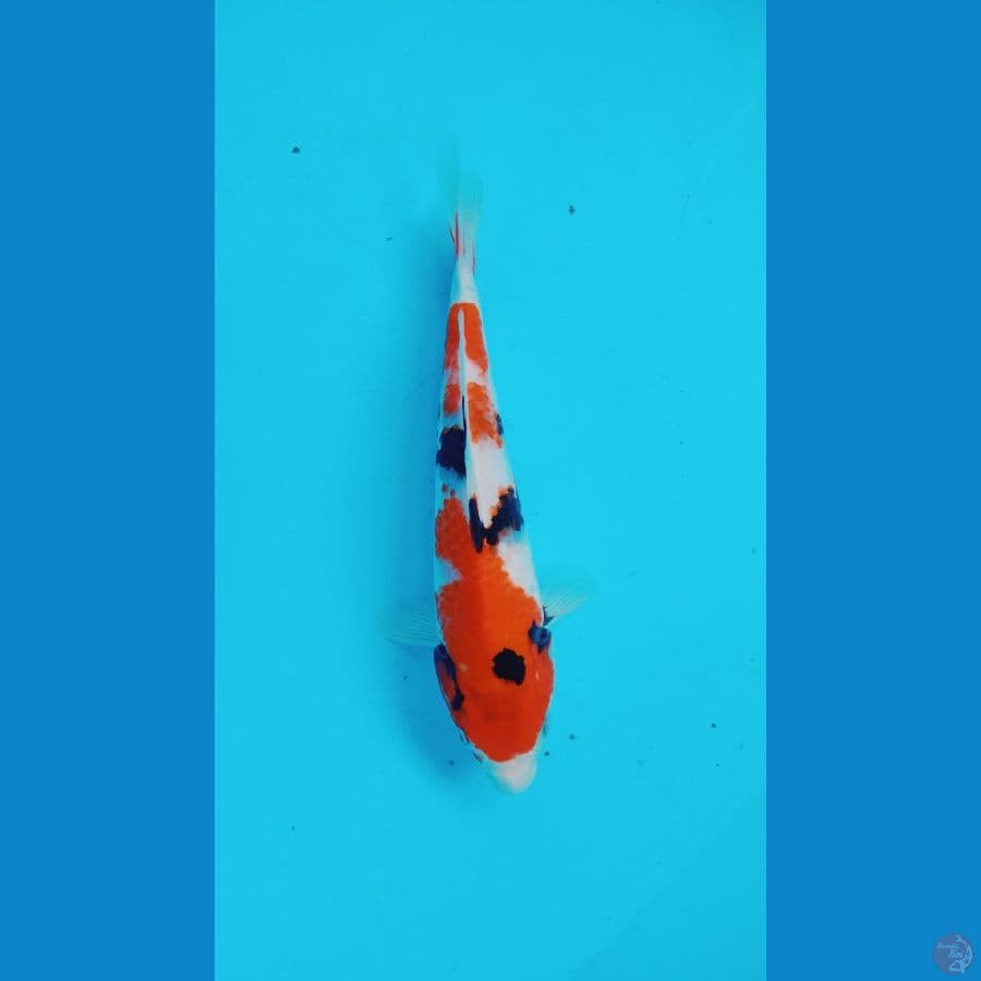 showa 27 cm