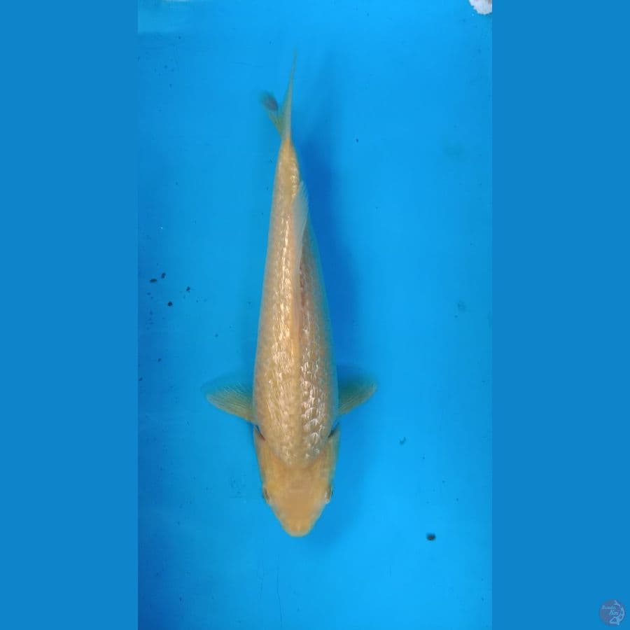 karasi gindrin 25 cm