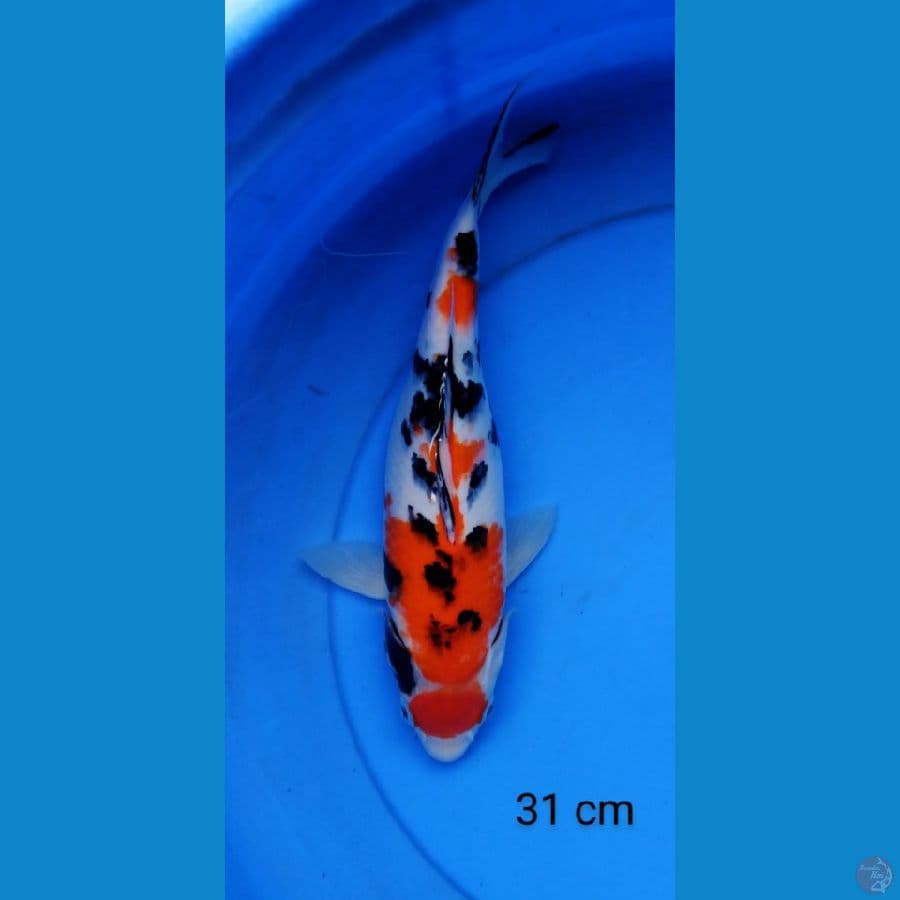 sanke mantap 31 cm
