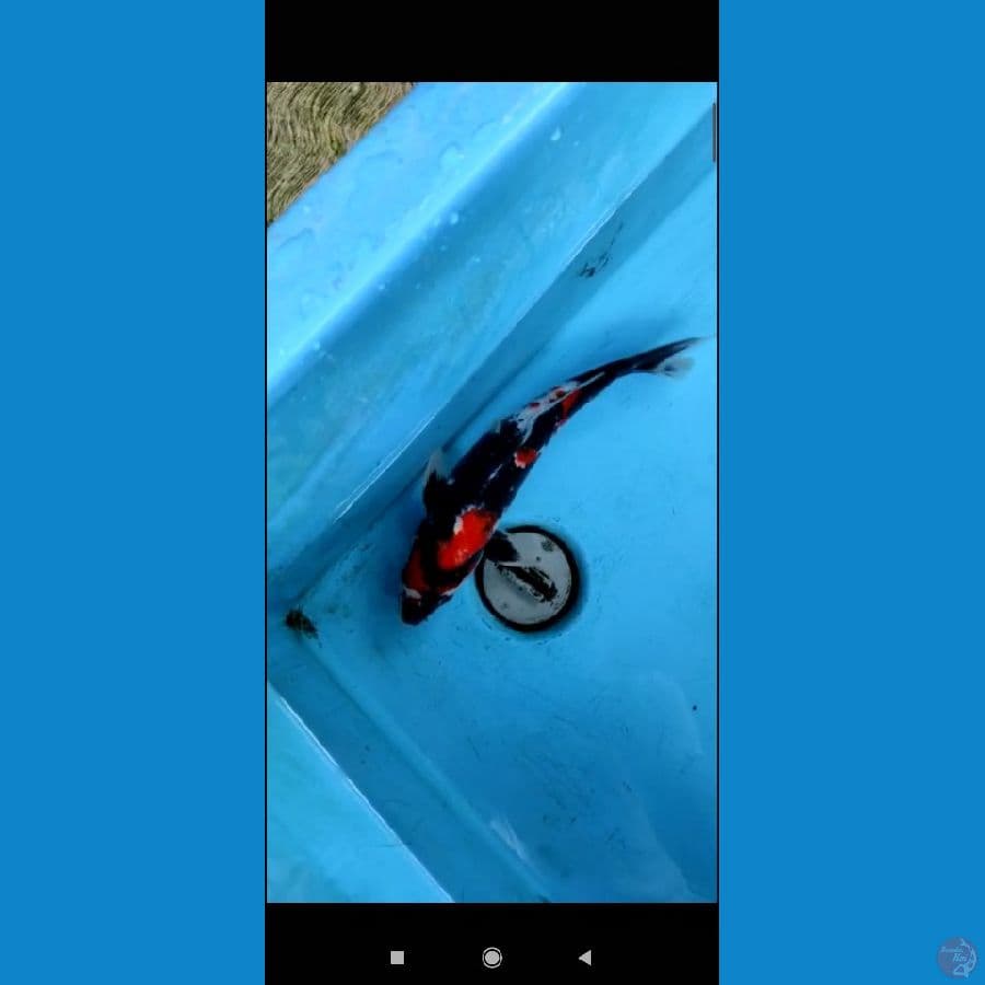 showa 32cm