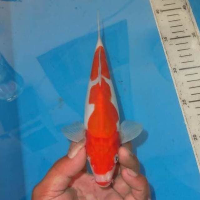 DOITSU KOHAKU UNIK