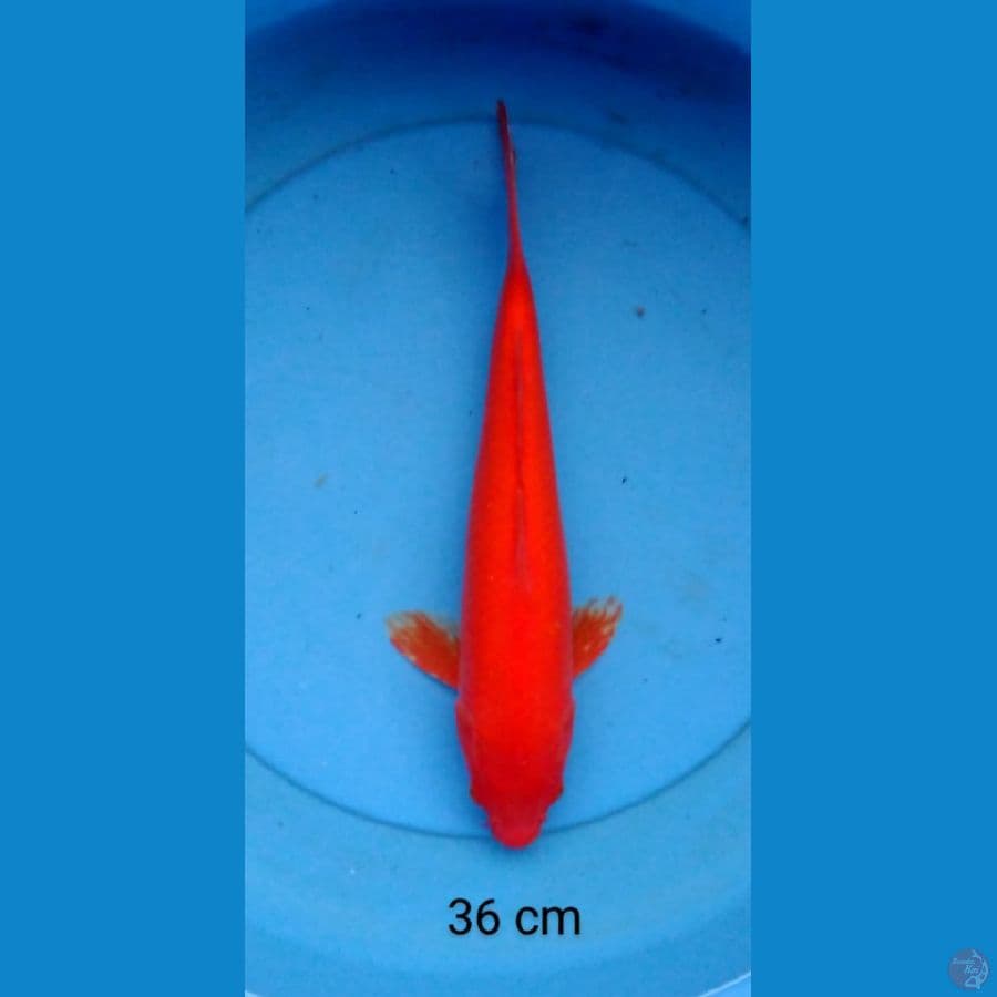benigoi special red male 36 cm