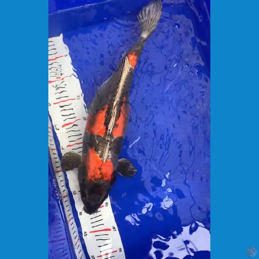 beni kiko asli merah 45cm