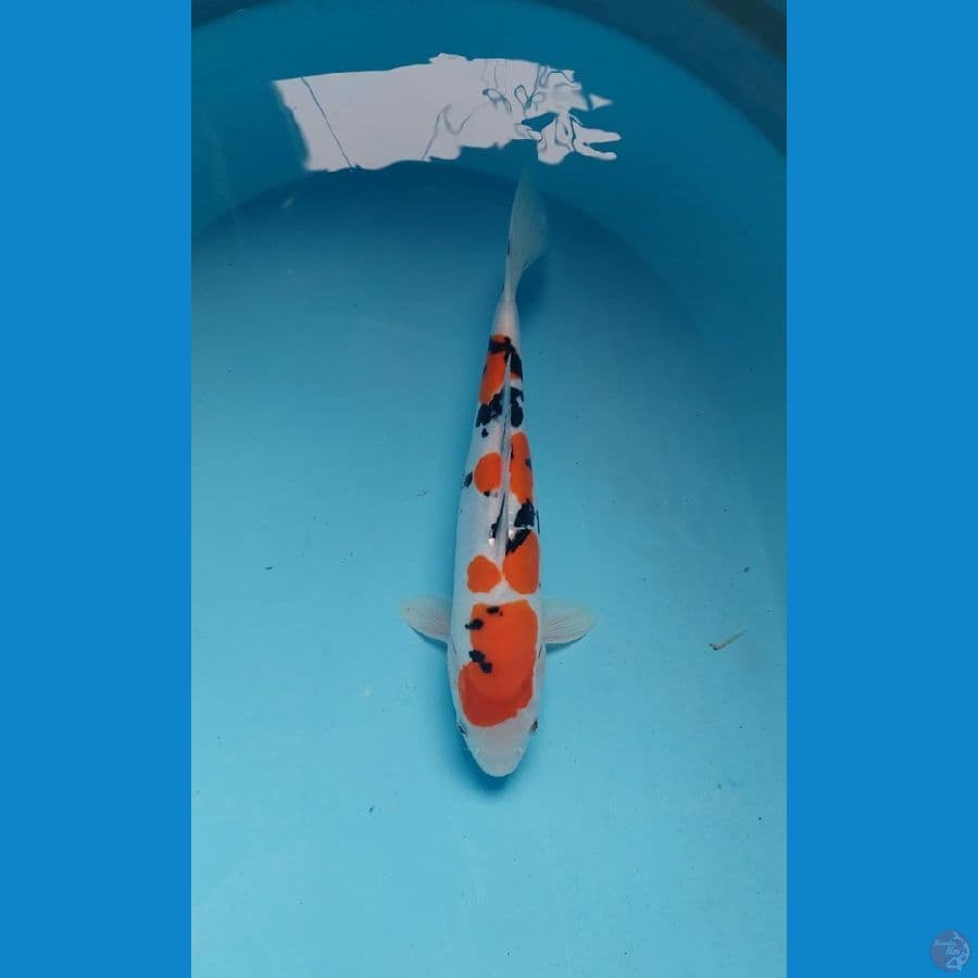 sanke doitsu 32 cm