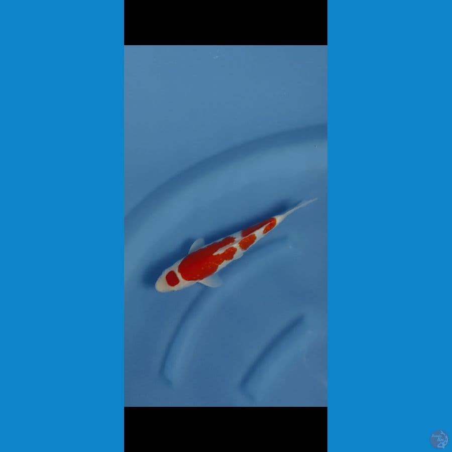 kohaku gindrind sq original 30cm...male