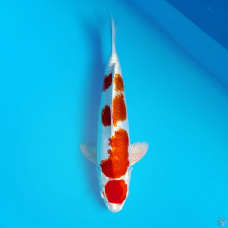 kikusui 36cm