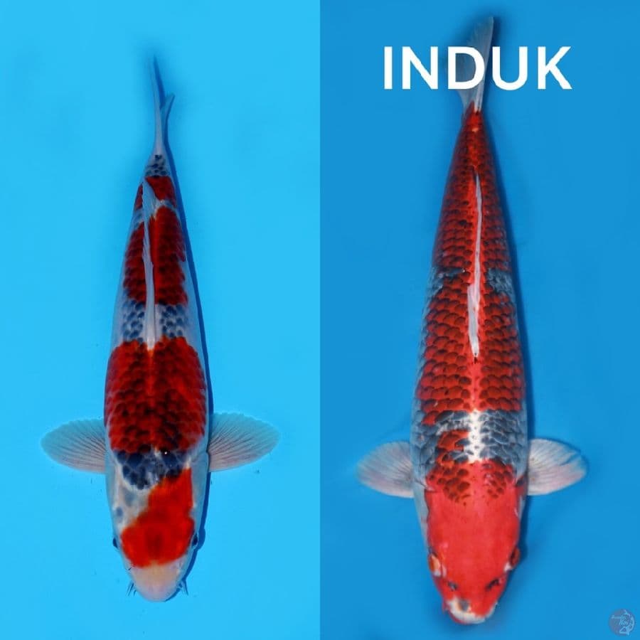 GOSHIKI F1 38CM MALE