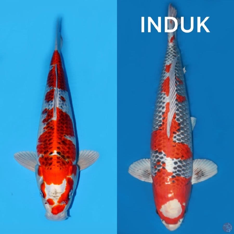 RED KUJAKU F1 40CM MALE