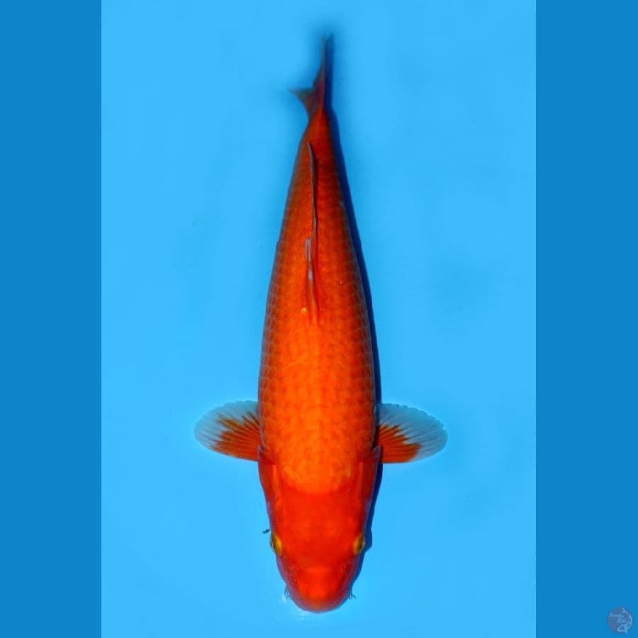 AKAHAJIRO F1 45CM MALE