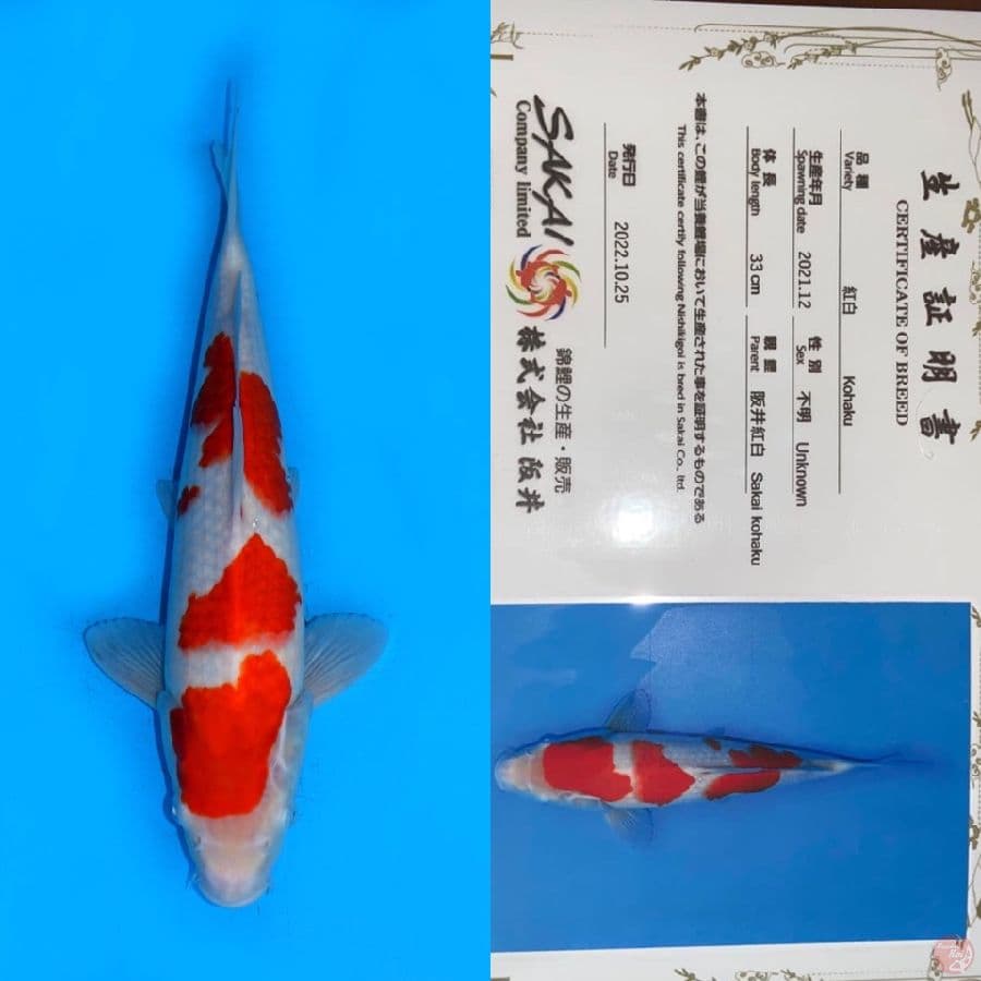 KOHAKU SAKAI 33CM MALE