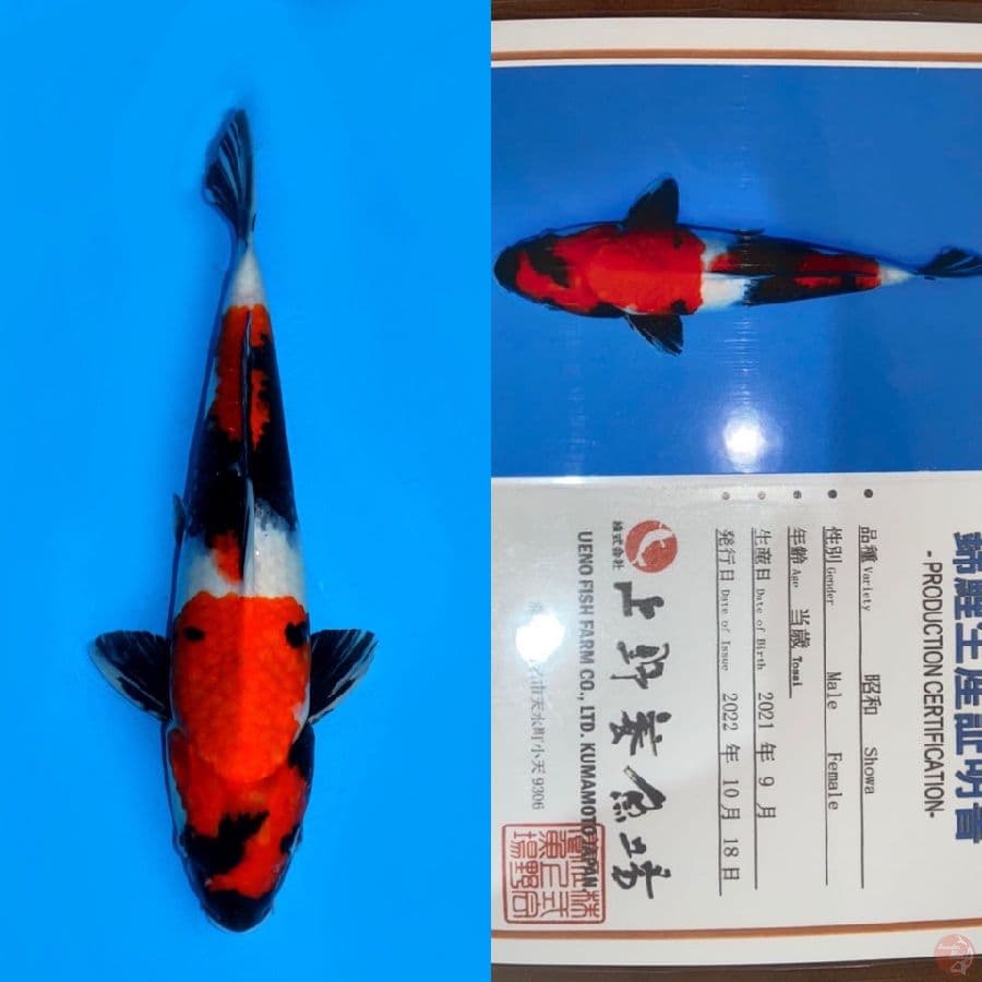 SHOWA UENO 38CM MALE