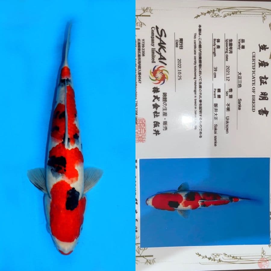 TAISHO SANKE SAKAI 39CM MALE